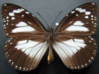 Danaus affinis affinis - Adult